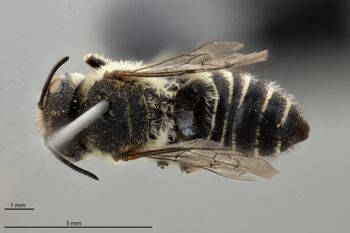 Media type: image;   Entomology 518875 Aspect: habitus dorsal view